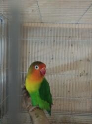 məhəbbət quşu qiyməti: Tutuquşu popuqay fişer . İki - dörd aylıq . Sarı iki aylıq nerazlucnik