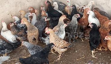 bulbul quşu: Salam tam saglam colpalar satlir.70 ededi.14 xoruz 56 fere apdavoy — 1