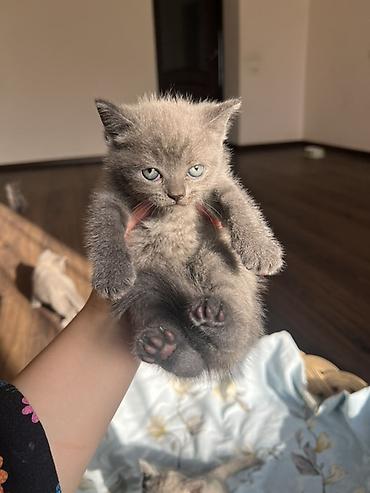 мал кой: Британцы породистые котята
Котята приучены к лотку 🌸 — 4