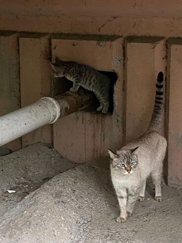 короткошерстная британская кошка: Женщина переезжает и оставляет кошку с котенком одних. Она их