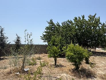 gen: 7 sot, Tikinti, Mülkiyyətçi, Kupça (Çıxarış), Texniki pasport — 7