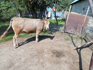 Dana, buzov: Məhsul: Dana (erkək) Təsvir: - Şəkillərdə görünən sağlam, ətlik — 8