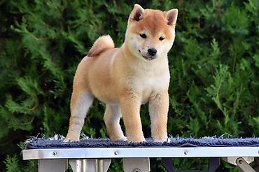 Psi: NEW "MINMIGORA' S" litter "Minmigora' s" Shiba Inu kennel present new — 4