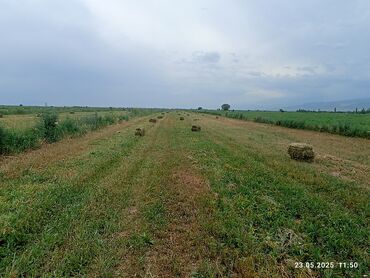 бык абердин ангус: Продаю 410 шт. беде түк тюки с. Жайылма