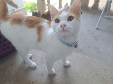 Pişiklər: Yaxşı əllərə — 8