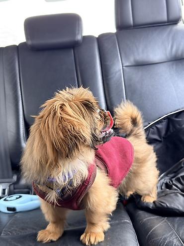 kreditle it satisi: Pekines, 7 ay, Dişi — 5