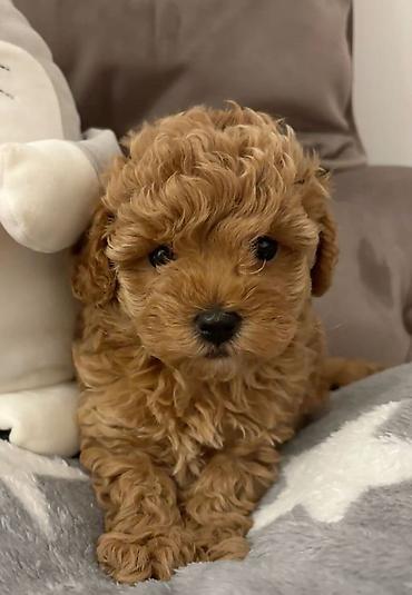 İtlər: Pudel, 1 ay, Ödənişli çatdırılma — 9