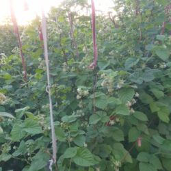 кызыл кыя диван: Малина кочоттор полька сорту lalafo.kg да кызыл кыя диван: Малина кочоттор полька сорту