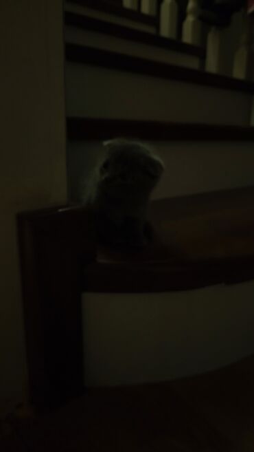 Pişiklər: Şotland yastı qulaq — 8