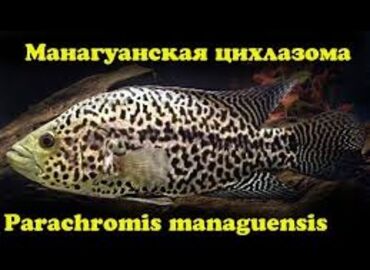 аквариум бишкек: ‼️СРОЧНО‼️ Продаются мальки манагуанских цихлазом. Родились 20- го