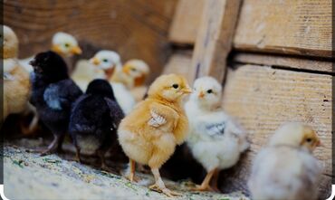 С/х животные и товары: Домашние цыплята 3х дневные 60сом 10 дневные 100 сом адрес Бишкек