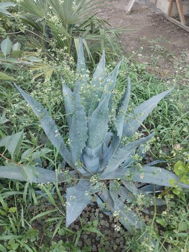 Digər otaq bitkiləri: Aloe gulu mualiceci