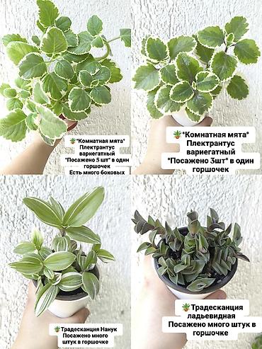 комнатный цветы: Комнатные растения — декоративнолиственные и цветущие, в горшках. - — 1