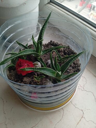 мсо по истории азербайджана 5 класс с ответами: Müalicəvi aloe vera bitkisi🌿 lalafo.az -da мсо по истории азербайджана 5 класс с ответами: Müalicəvi aloe vera bitkisi🌿