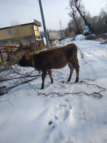 бышты сатылат: Продаются две хорош телочки полукровки.местн породы