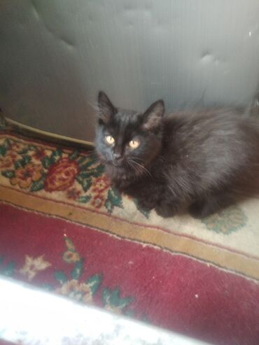 дом для котов: Кошка даром: Беспородная, 3 месяца, Девочка