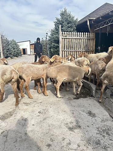 Баран, овца: Продаю | Овца (самка) | Для разведения | Ярка — 2