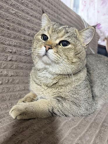 кот сфинкс: Котята в добрые руки. Порода: шотландская вислоухая и прямоухая В — 8
