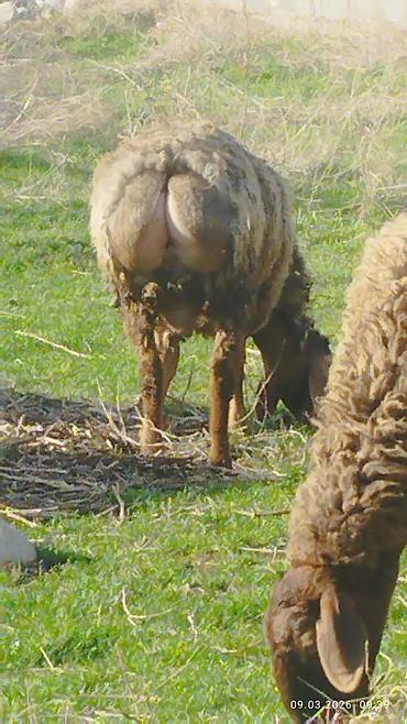 Баран, овца: Продаю | Овца (самка) | Для разведения | Матка — 21