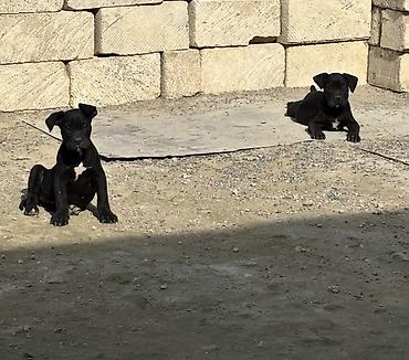 balaca cucə: Kane-Korso, 1 ay, Dişi — 5