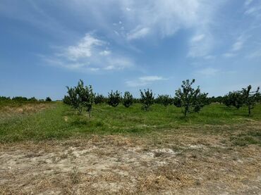 Torpaq sahələrinin satışı: 285 sot, Kənd təsərrüfatı, Mülkiyyətçi, Kupça (Çıxarış) — 5