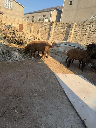 Qoyunlar, qoçlar: Salam aleyküm 6 baş quzu 2 dişi 4ərgəy ünvan binə salgoz 0775431770 -da lalafo.az — 8 Qoyunlar, qoçlar: Salam aleyküm 6 baş quzu 2 dişi 4ərgəy ünvan binə salgoz 0775431770 — 8