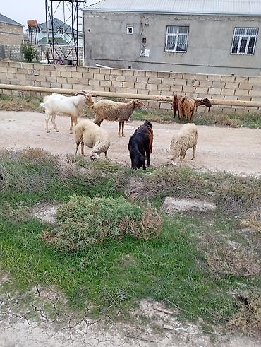 sirin it sekilleri: Məhsul: Yerli keçilər (erkək və dişi) Təsvir: - Şəkillərdə uzun — 5