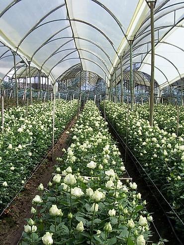 Роза: Саженцы — 7