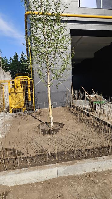 Берёза: Саженцы — 32