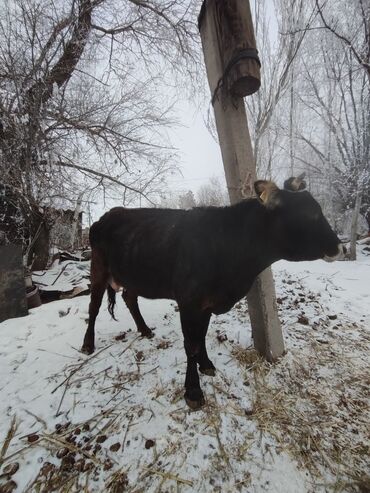 животные коровы: Продаю | Корова (самка), Тёлка | Алатауская | Для разведения, Для молока | Племенные, Стельные