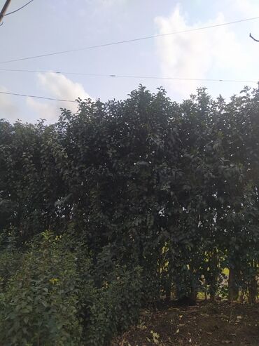 Ağaclar: Yaşıl canlı çəpər – Ligustrum (Privet) kolları - Məhsul — 7