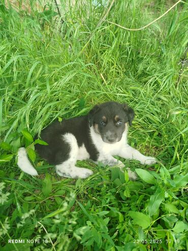 Продажа собак: Алабай, 1 месяц, Самец, С родословной