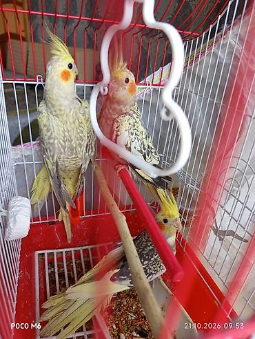 quba heyvan satisi: Salam Qəfəslə Birgə 135 AZN 4ayliq Balalardi ünvan Sumqayıt Tam Sağlam — 1