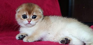 Продажа кошек: Скотиш Фолд (Шотландская вислоухая), 2 месяца, Мальчик, Золотая шиншилла — 5