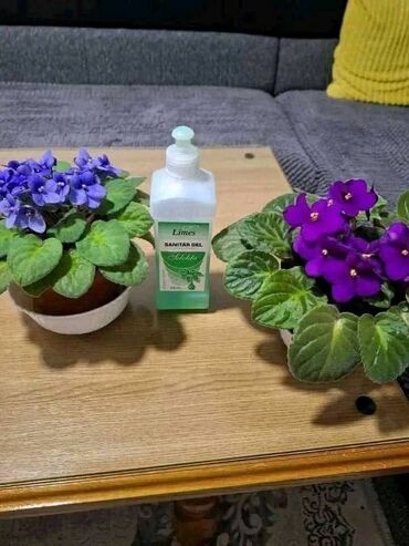 Kućna hemija i proizvodi za kuću: Limes – sredstva za čišćenje i negu doma i tela - Sanitar gel “Hekla” — 12