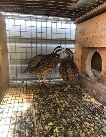 Куры, петухи: Продаю | Куры, Петух — 21