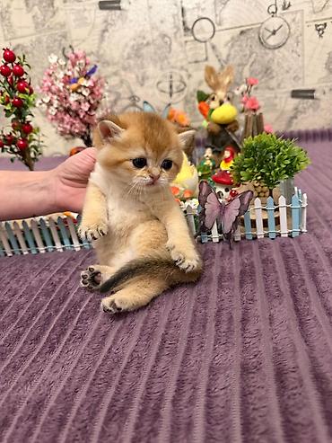 Pişiklər: Britan, Erkək, Dişi, Yaxşı əllərə, Ünvandan götürmə, Pulsuz çatdırılma, Ödənişli çatdırılma — 6