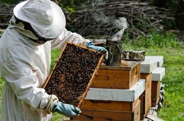 ana ari satisi: Ari ailəsi satilir arı satışı Karnika Bakfast cinsi f1 bu il