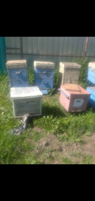 рамки для пчёл: Продаю пчёл договорная