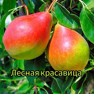 Другие фруктовые и ягодные растения: Саженцы плодовых культур (разные сорта) оптом и в розницу. Успейте — 19