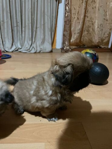 где купить собаку в баку: Пекинес