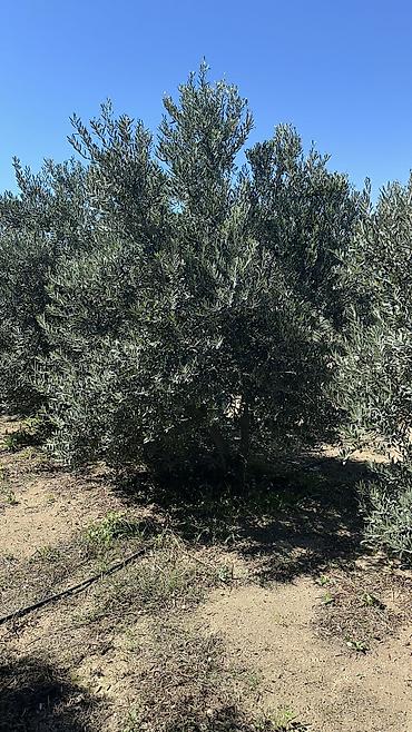 palma agaclari: Ağaclar Türkiyə sortu zeytun ağaclarıdır. -Ağacların yaşı təxminən 7 — 4