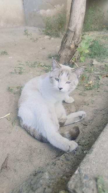 сиамский: Ребята, SOS 🆘 Соседи снова выгнали кошку на улицу. Это уже не первая — 1