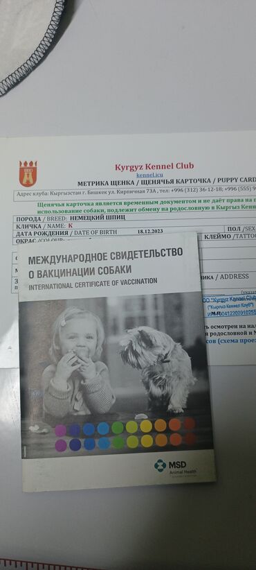 Продажа собак: Шпиц, 2 года, Самка, С родословной — 12