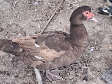 Digər heyvanlar: Salam.400 yaxın heyvandır fərələrin çoxu yumurtlayır bir neçəsi artıq — 5