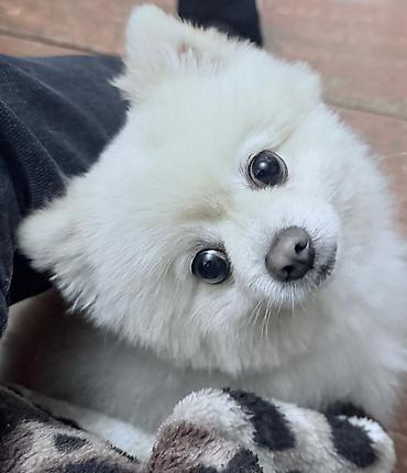 İtlər: Şpitz, 1 il, Erkek — 9