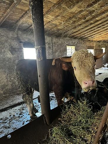qara avstralorp: Satlıq iri buynuzlu heyvanlar2si temiz smentaldı 2si ivanovka super — 1