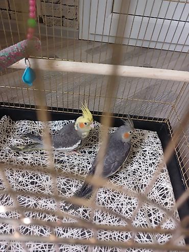 bulbul quşu satışı: Məhsul: Nimfa (cockatiel) cütü və qəfəs Təsvir:qəfəs ilə birlikdə - — 1