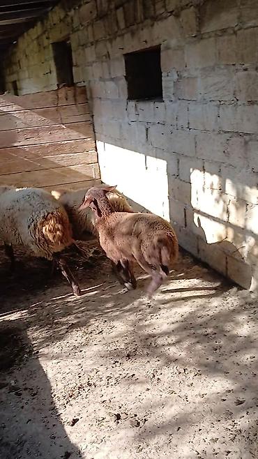 balın kilosu: Ana nala 1.ci qarin bala disi. qirmizi qoyun 2 ci qarina bogaz. qumral — 2