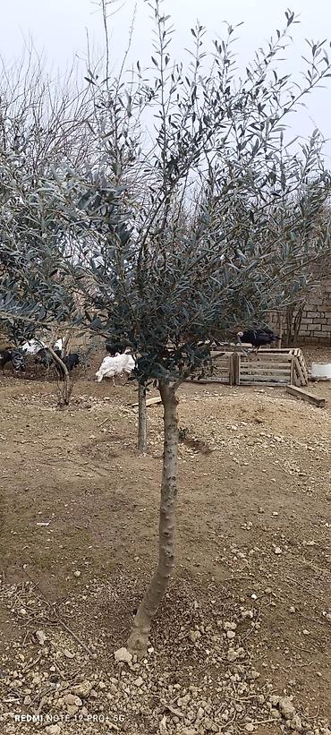 Ağaclar: Zeytun ağacları - Seçim: müxtəlif ölçü və yaşlarda zeytun ağacları - — 8